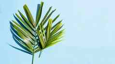 热带棕榈叶子蓝色的背景享受夏天假期