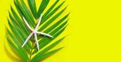 海星热带棕榈叶子黄色的背景享受总和