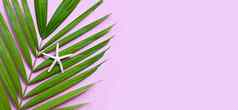 海星热带棕榈叶子粉红色的背景享受数目