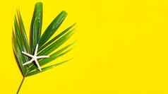 海星热带棕榈叶子黄色的背景享受夏天假期概念前视图