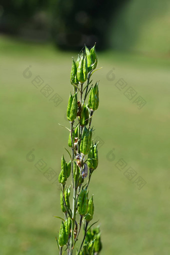 高山<strong>飞燕草</strong>太平洋巨大的