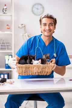 兽医医生检查小猫动物医院