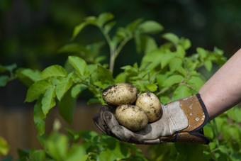 <strong>底图</strong>像戴着手套手显示新鲜的泥泞的土豆绿色