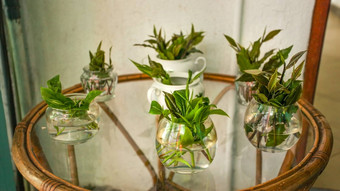 新鲜的茶叶子花瓶水玻璃表格显示