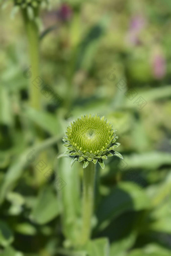 松果菊白色冥想