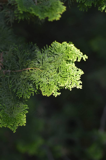 小野柏树