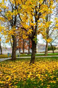 秋天季节下降叶子秋天色彩斑斓的公园小巷