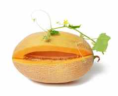 成熟的多汁的橙色瓜减少一块种子绿色拍摄