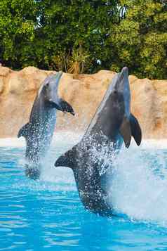 跳舞海豚蓝色的水