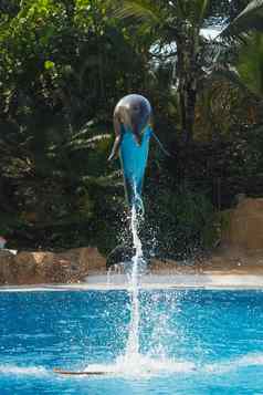跳海豚蓝色的水