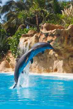 跳海豚蓝色的水