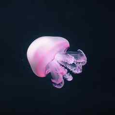 紫色的水母rhizostoma表示“肺”水下