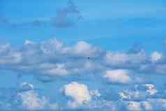 鸟飞行清晰的蓝色的天空堆白色云海洋