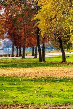 秋天季节下降叶子秋天色彩斑斓的公园小巷