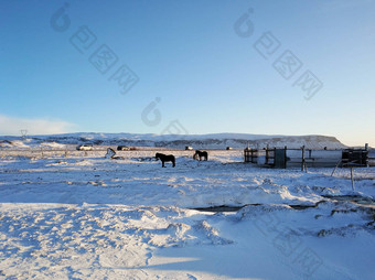 冰岛马吃草场覆盖雪冬天