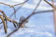 森林鸟生活喂食器冬天