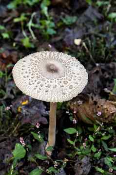 孤独的毛发粗浓杂乱的阳伞蘑菇