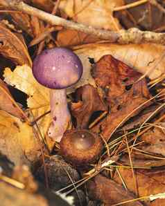 小紫色的蘑菇橡子叶子