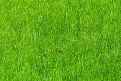 草草坪上自然纹理绿色草背景