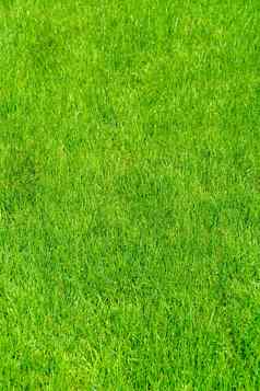 草草坪上自然纹理绿色草背景