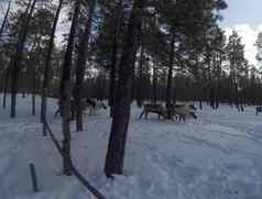 驯鹿冬天森林鹿农场