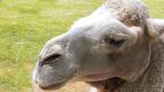 美丽的骆驼骆驼头特写镜头动物坐在草
