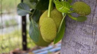 成熟的杰克水果卡农挂分支树关闭菠萝蜜花园