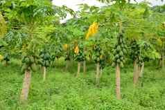 木瓜水果树木瓜种植园