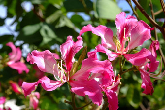 粉红色的<strong>紫荆花</strong>花盛开的一般被称为在<strong>香港香港</strong>兰花树