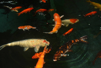 花俏的鲤鱼鱼锦 鲤鱼锦 鲤鱼池塘