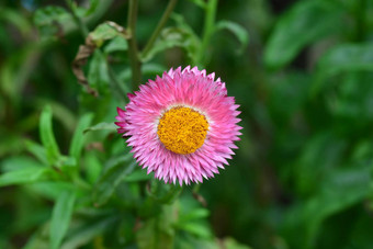 稻草<strong>花</strong>永恒的纸黛西<strong>花</strong>复制空间添加文本