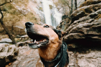 美丽的狗微笑前面瀑布