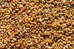 棕色（的）小麦谷物背景纹理健康的食物素食主义者营养