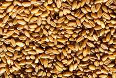 棕色（的）小麦谷物背景纹理健康的食物素食主义者营养