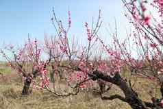 视图场开花桃子树阳光明媚的春天一天蓝色的天空
