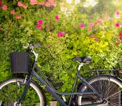 自行车绿色花墙背景