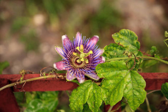 紫色的蓝色的<strong>激情</strong>花他来了植物西番莲caeruleablo