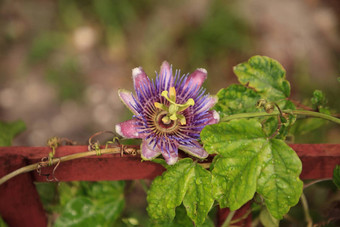 紫色的蓝色的<strong>激情</strong>花他来了植物西番莲caeruleablo