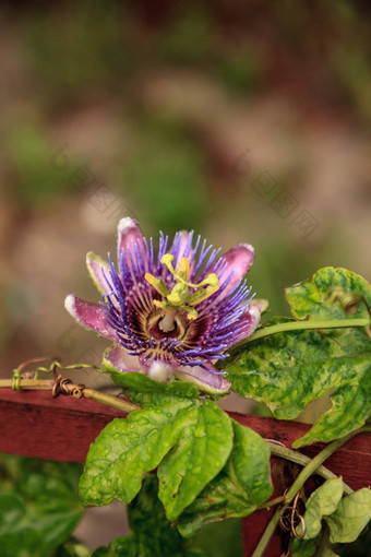 紫色的蓝色的<strong>激情</strong>花他来了植物西番莲caeruleablo