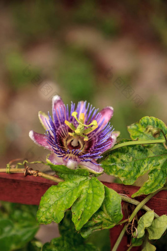 紫色的蓝色的激情花他<strong>来了</strong>植物西番莲caeruleablo