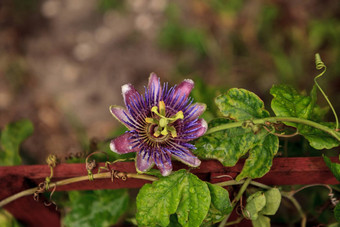 紫色的蓝色的<strong>激情</strong>花他来了植物西番莲caeruleablo