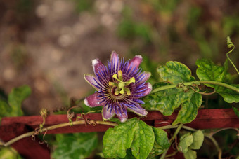 紫色的蓝色的<strong>激情</strong>花他来了植物西番莲caeruleablo