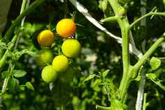 新鲜的黄色的成熟的西红柿植物成熟樱桃西红柿温室首页园艺概念