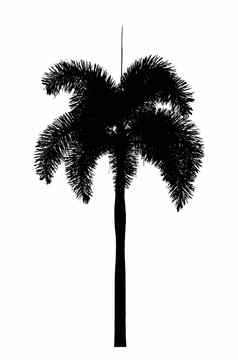 棕榈树轮廓观赏植物白色背景