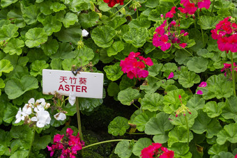 Aster花圃标签写英<strong>语马来语</strong>