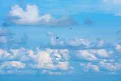 鸟飞行清晰的蓝色的天空堆白色云