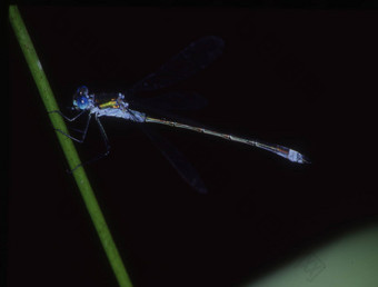 阿多尼斯<strong>蜻蜓</strong>栖息叶吃飞