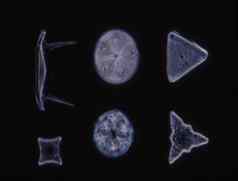 硅藻海显微镜