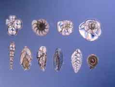 化石有孔虫钱伯林斯显微镜