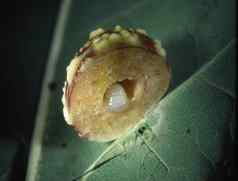 橡木瘿苹果昆虫幼虫